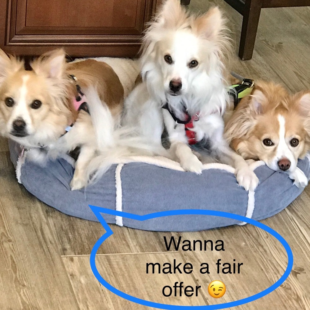 Our fur kids have important stuff to say 😉